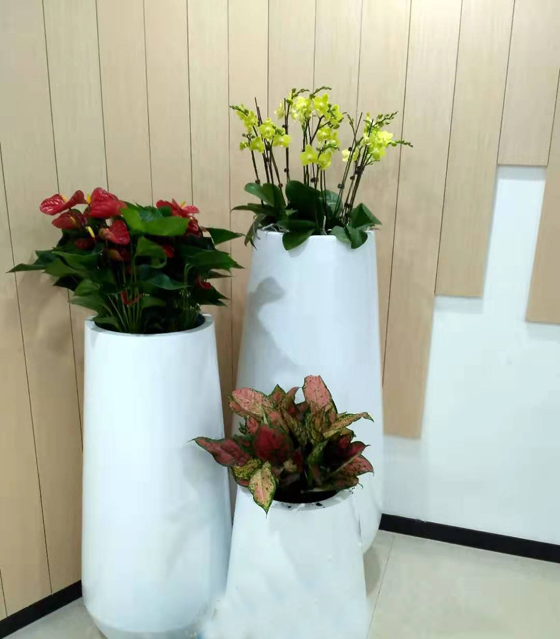 客戶綠植景觀擺設